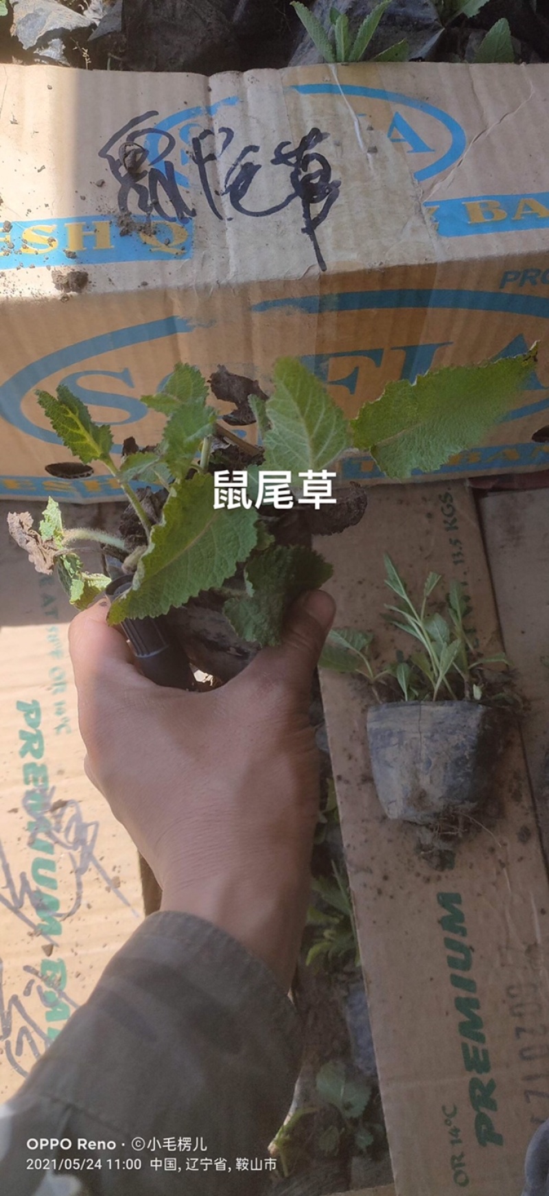 蓝花鼠尾草营养杯裸根