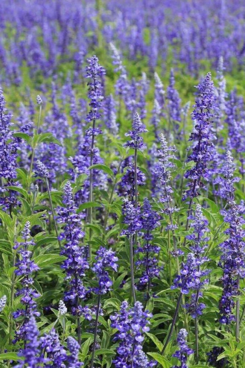 蓝花鼠尾草营养杯裸根