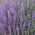 蓝花鼠尾草营养杯裸根