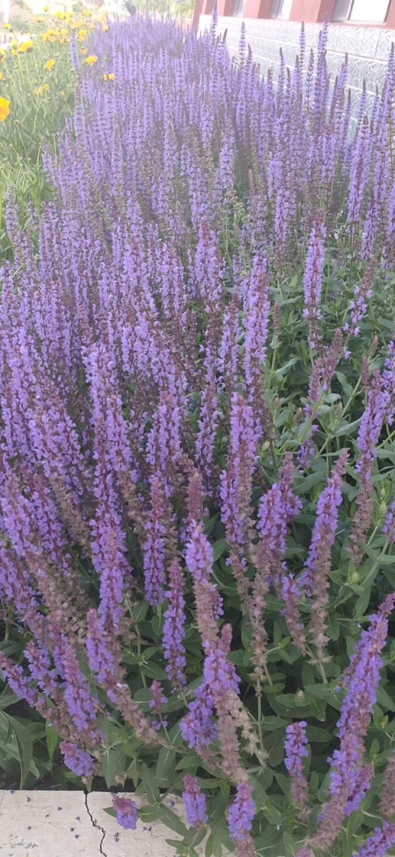 蓝花鼠尾草营养杯裸根