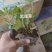 蓝花鼠尾草营养杯裸根