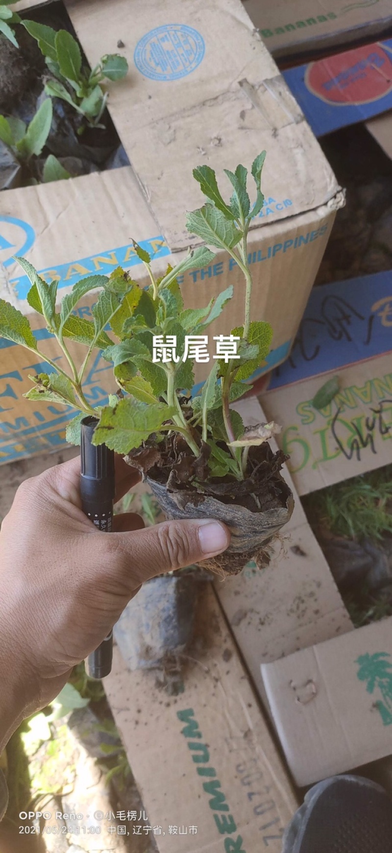 蓝花鼠尾草营养杯裸根