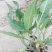 蓝花鼠尾草营养杯裸根