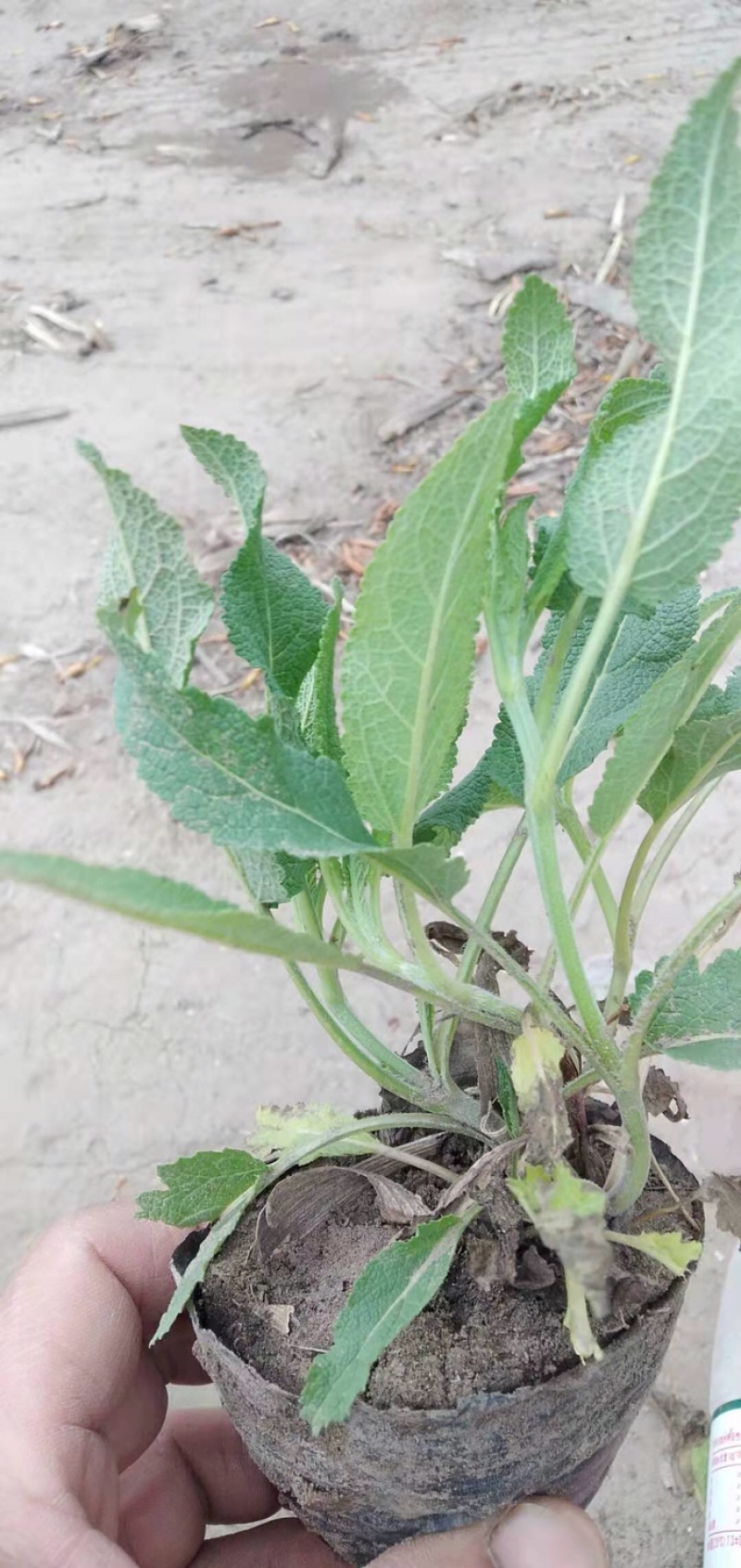 蓝花鼠尾草营养杯裸根