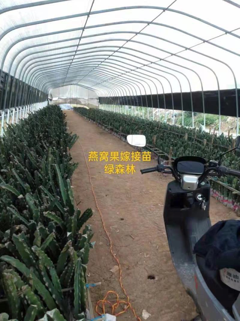 火龙果现场嫁接全包，燕窝火龙果嫁接，燕窝火龙果厄瓜多尔