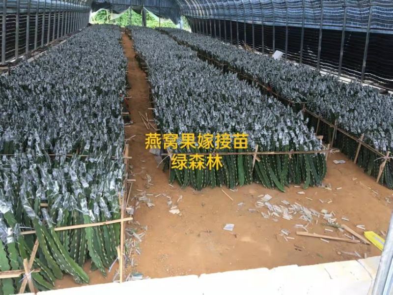 火龙果现场嫁接全包，燕窝火龙果嫁接，燕窝火龙果厄瓜多尔
