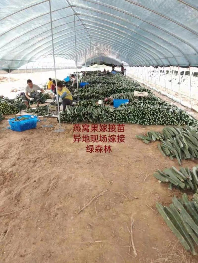 火龙果现场嫁接全包，燕窝火龙果嫁接，燕窝火龙果厄瓜多尔