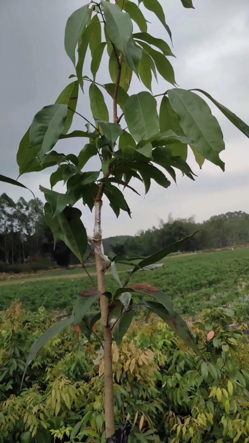 妃子笑荔枝苗正品嫁接苗质量好易成活诚信合作一手货源