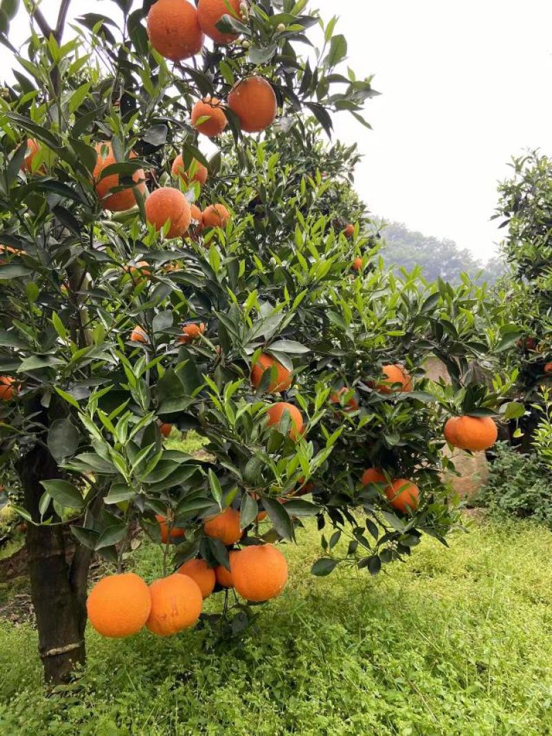 湖北牬归二级果电商货各种脐橙产地批发货源充足