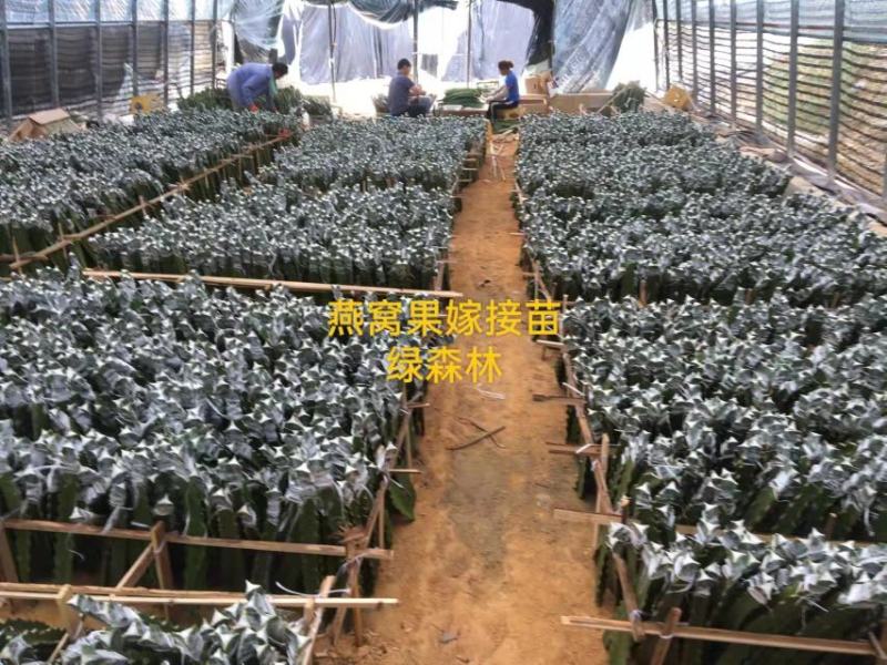 燕窝果嫁接苗燕窝果苗麒麟果苗嫁接苗
