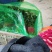 精品大叶香菜,质量好,种植面积大,无杂质,品相好。