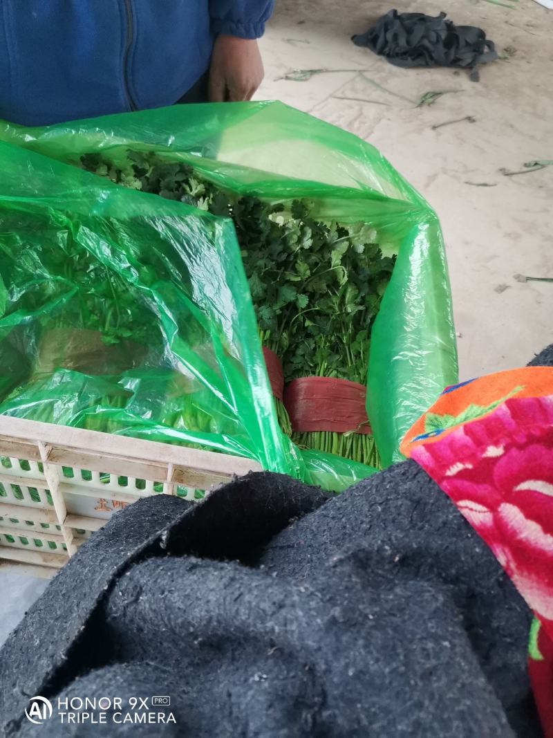 精品大叶香菜，质量好，种植面积大，无杂质，品相好。