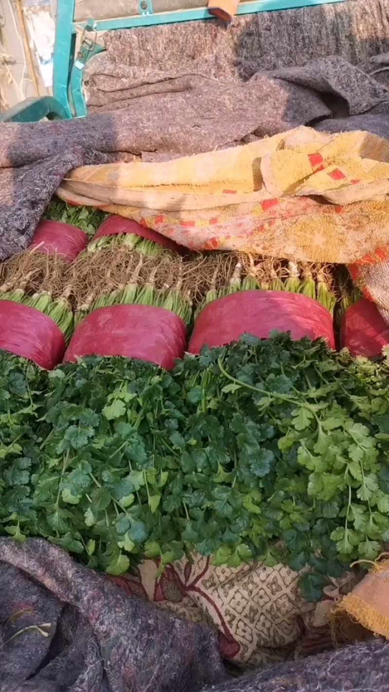 精品大叶香菜，质量好，种植面积大，无杂质，品相好。