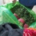 精品大叶香菜,质量好,种植面积大,无杂质,品相好。