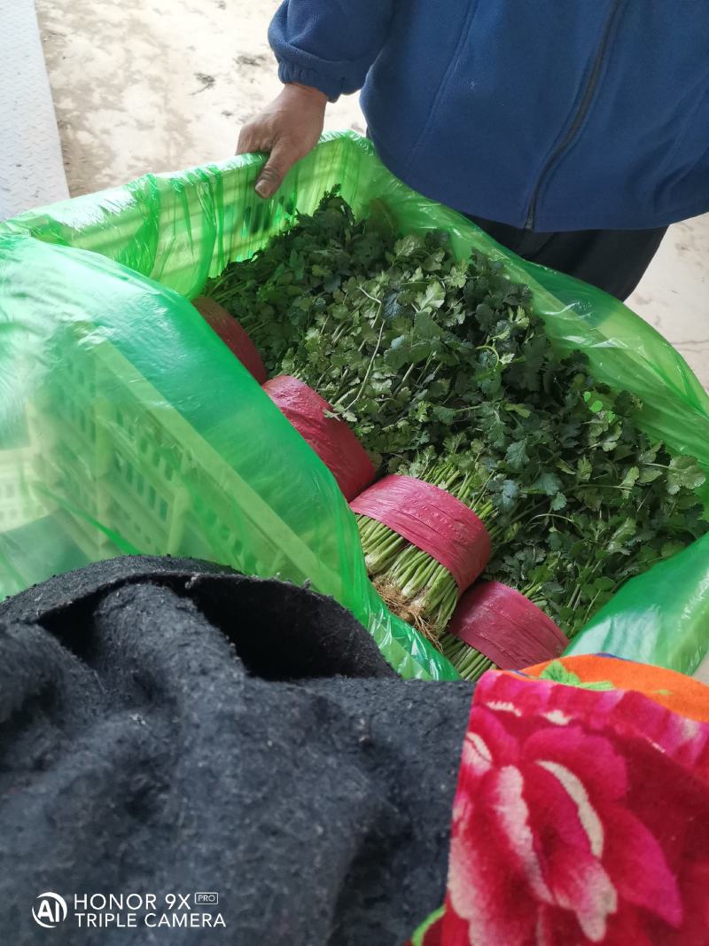 精品大叶香菜，质量好，种植面积大，无杂质，品相好。