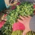 精品大叶香菜,质量好,种植面积大,无杂质,品相好。