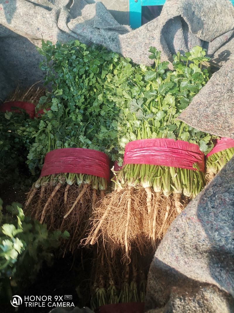 精品大叶香菜，质量好，种植面积大，无杂质，品相好。