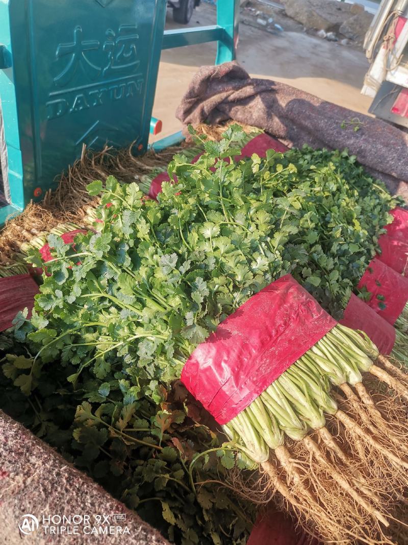 精品大叶香菜，质量好，种植面积大，无杂质，品相好。