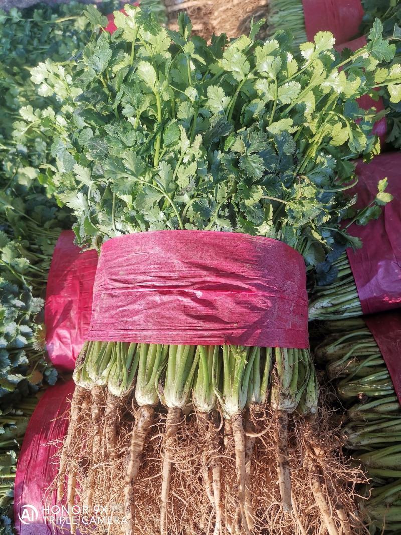 精品大叶香菜，质量好，种植面积大，无杂质，品相好。