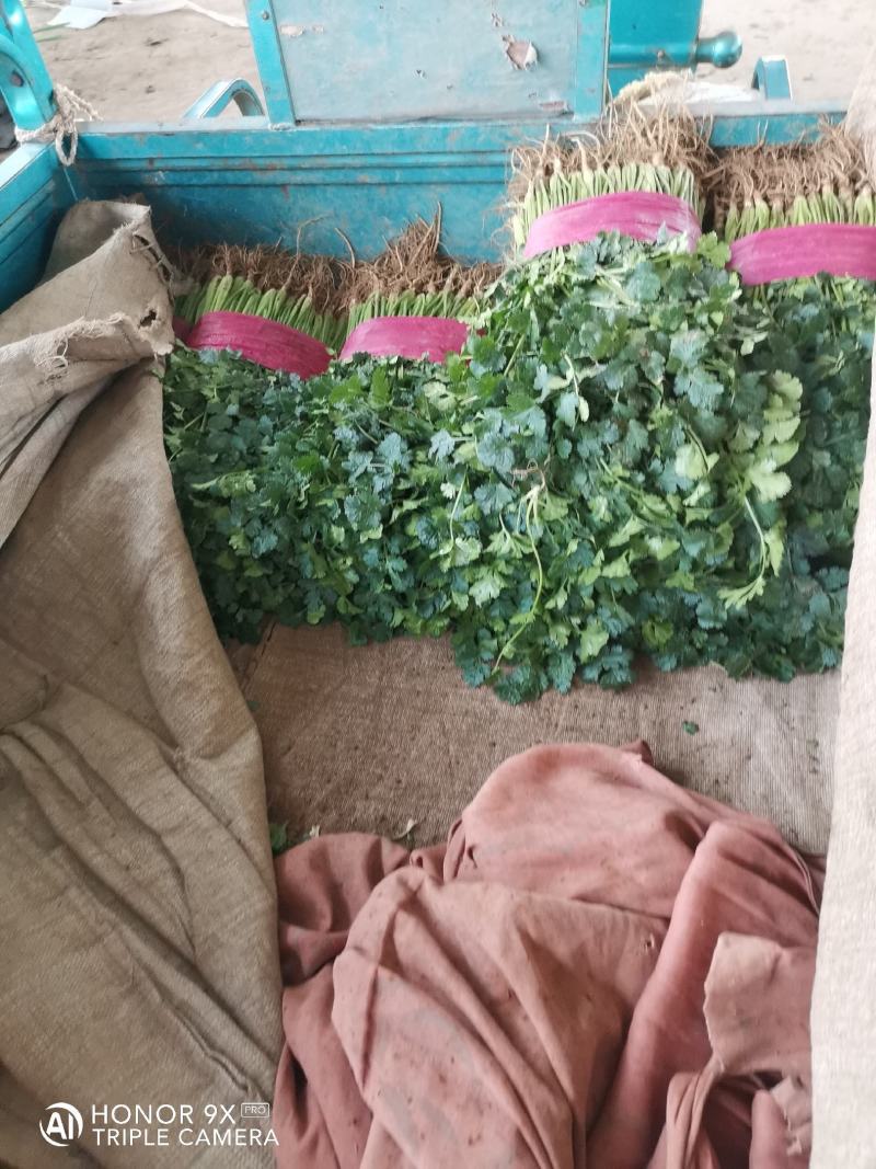 精品大叶香菜，质量好，种植面积大，无杂质，品相好。
