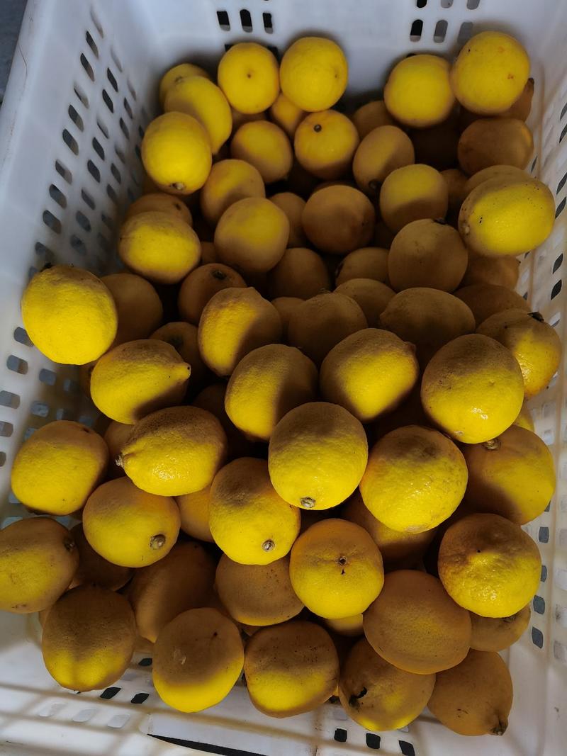 安岳黄柠檬尤力克柠檬大量供货市场商超饮品可一件代发批发