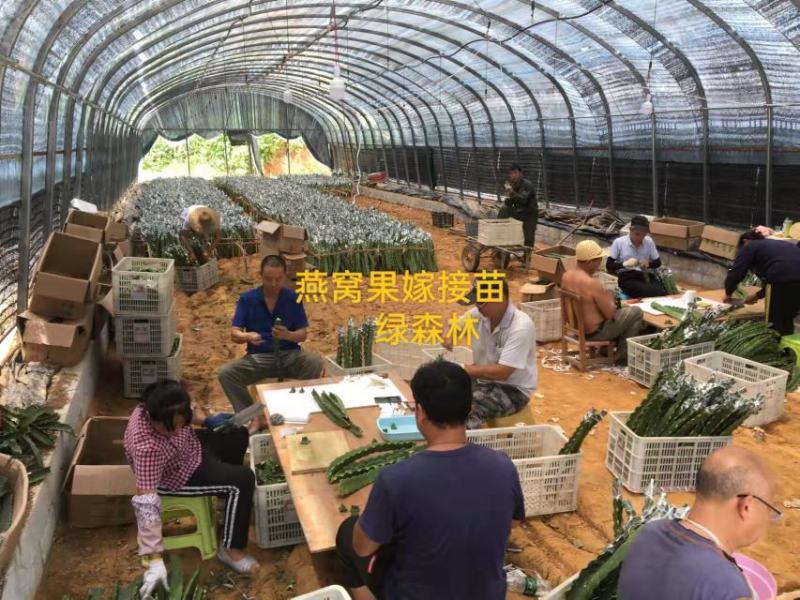 嫁接服务嫁接燕窝果苗嫁接火龙果提供嫁接服务