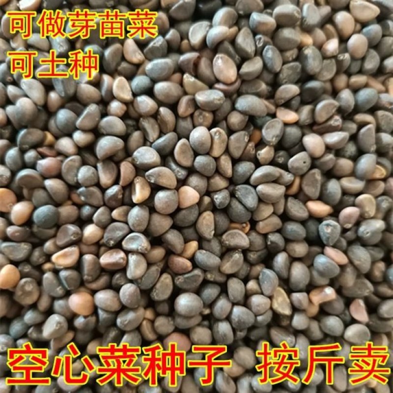 大量供应泰国进口空心菜种芽苗菜空心菜土栽空心菜种