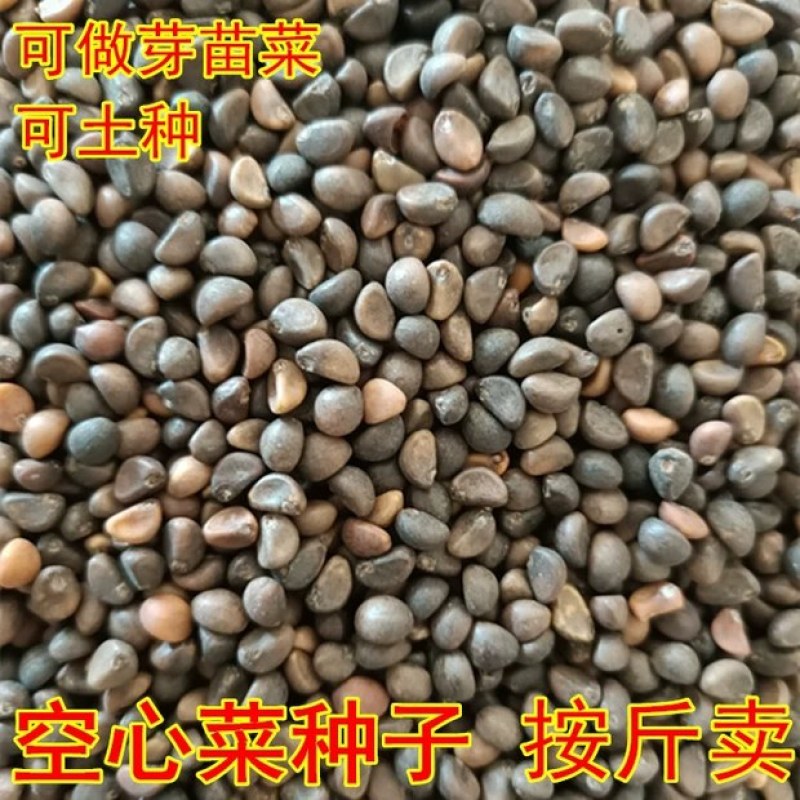 大量供应泰国进口空心菜种芽苗菜空心菜土栽空心菜种