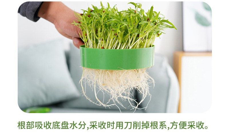 大量供应泰国进口空心菜种芽苗菜空心菜土栽空心菜种