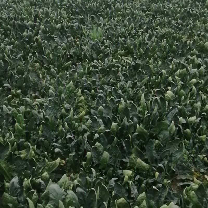 菠菜