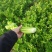 （热销）芹菜产区直供，无苔。货源充足，量大从优，视频看货