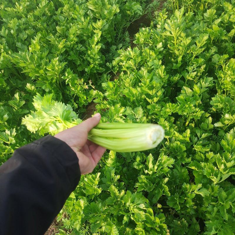 （热销）芹菜产区直供，无苔。货源充足，量大从优，视频看货