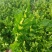 （热销）芹菜产区直供，无苔。货源充足，量大从优，视频看货