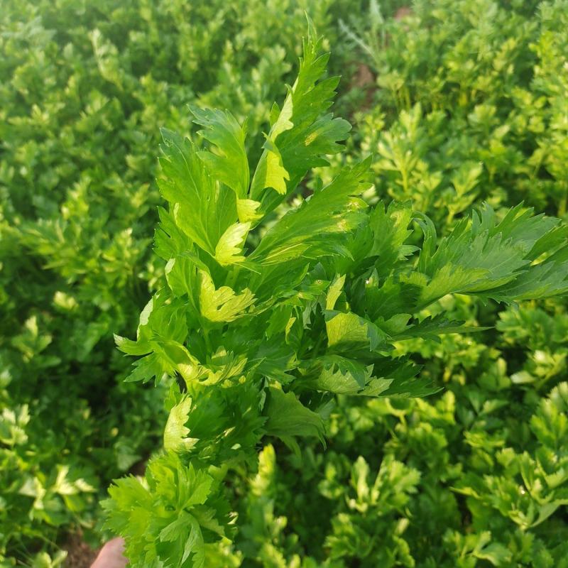 （热销）芹菜产区直供，无苔。货源充足，量大从优，视频看货