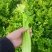 （热销）芹菜产区直供，无苔。货源充足，量大从优，视频看货
