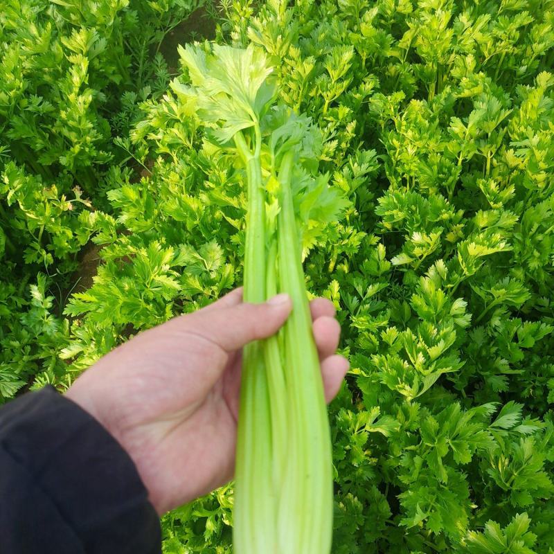 （热销）芹菜产区直供，无苔。货源充足，量大从优，视频看货