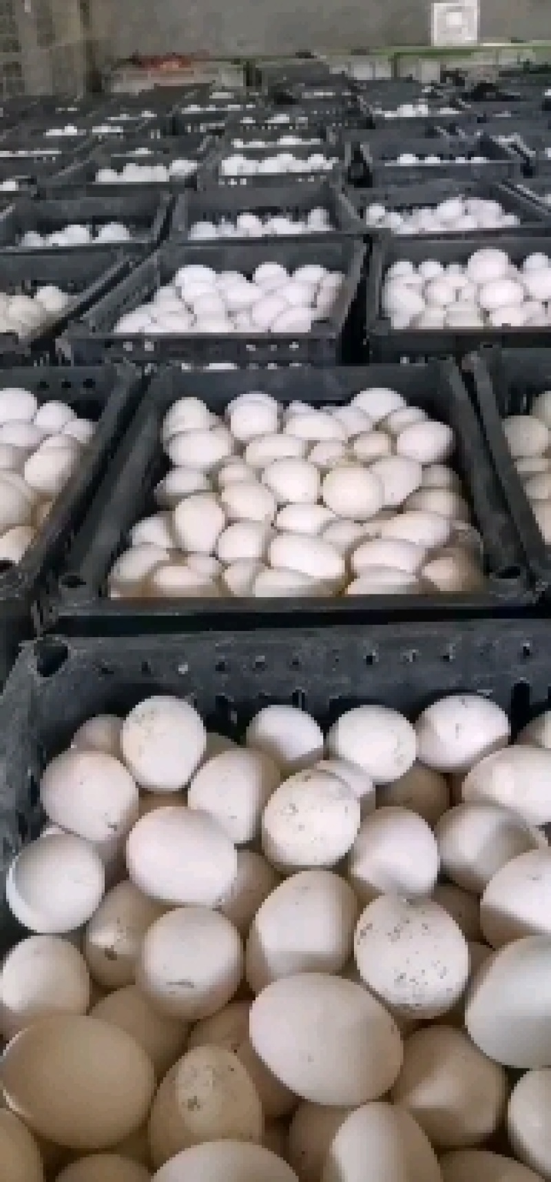 大量开产蛋，双黄蛋，裂纹蛋，破蛋，散黄蛋，长期有货