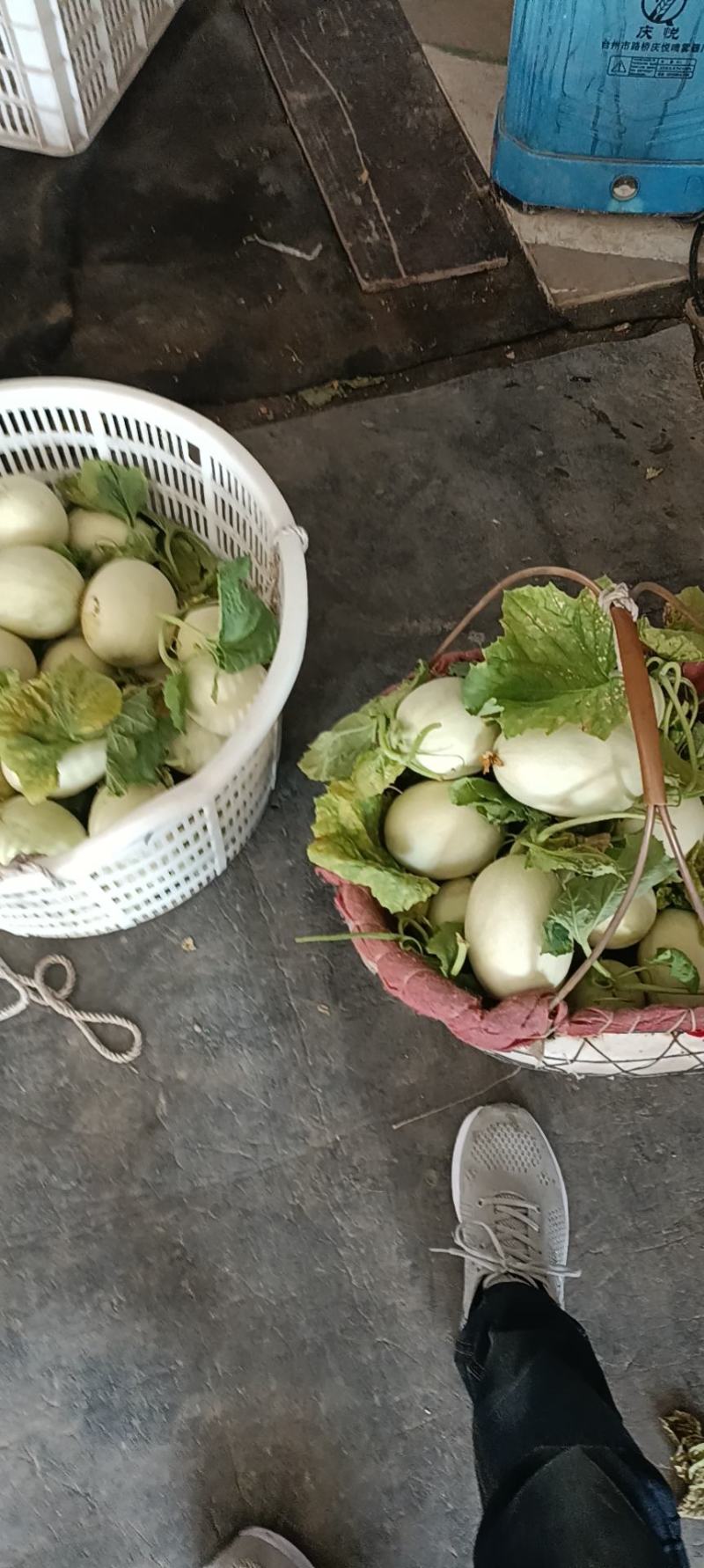 玉菇甜瓜浙江台州自然成熟的高熟度1.2～4斤