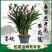 傲兰花苗养不死墨兰花金边企黑浓香室内阳台花卉绿植盆栽四季