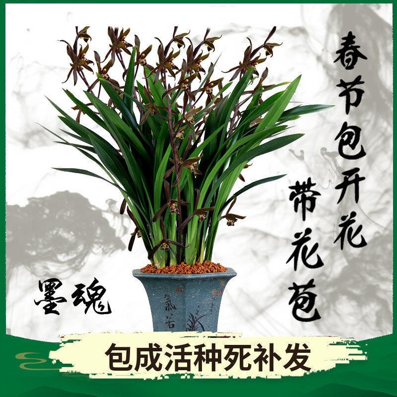 傲兰花苗养不死墨兰花金边企黑浓香室内阳台花卉绿植盆栽四季