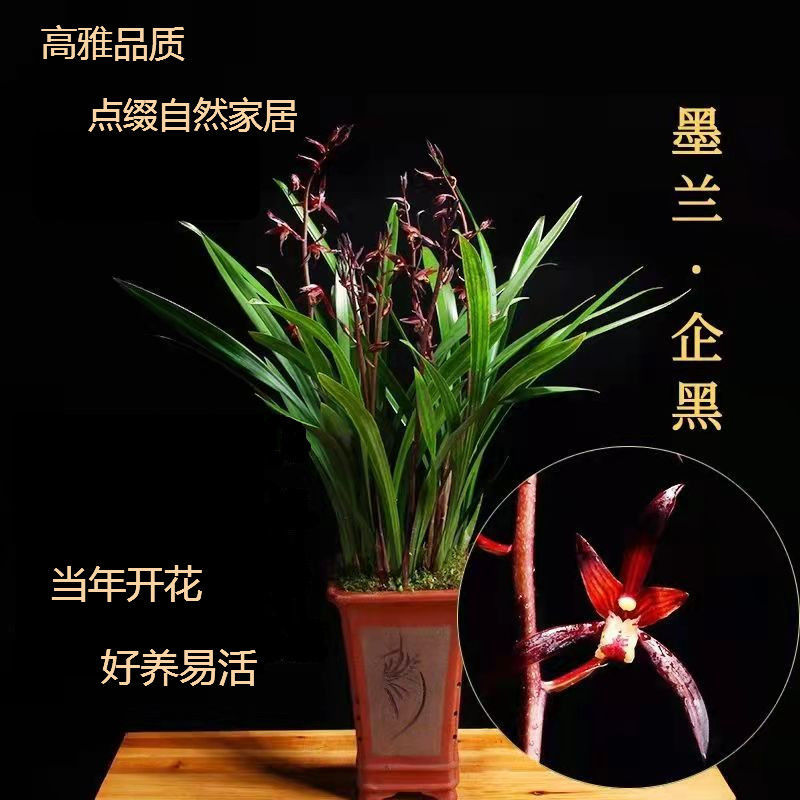 傲兰花苗养不死墨兰花金边企黑浓香室内阳台花卉绿植盆栽四季