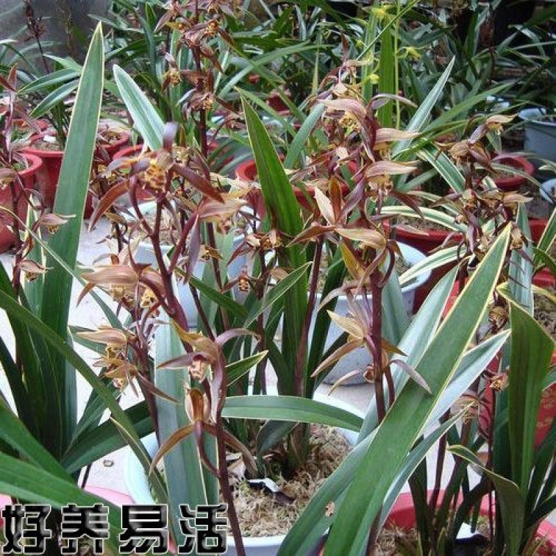 傲兰花苗养不死墨兰花金边企黑浓香室内阳台花卉绿植盆栽四季