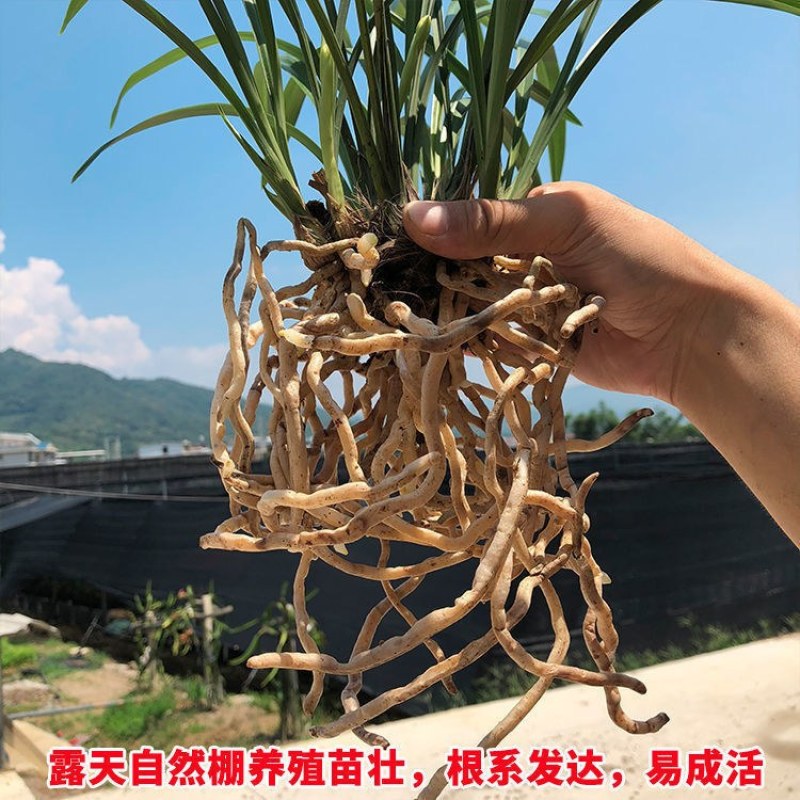 傲兰花苗养不死墨兰花金边企黑浓香室内阳台花卉绿植盆栽四季