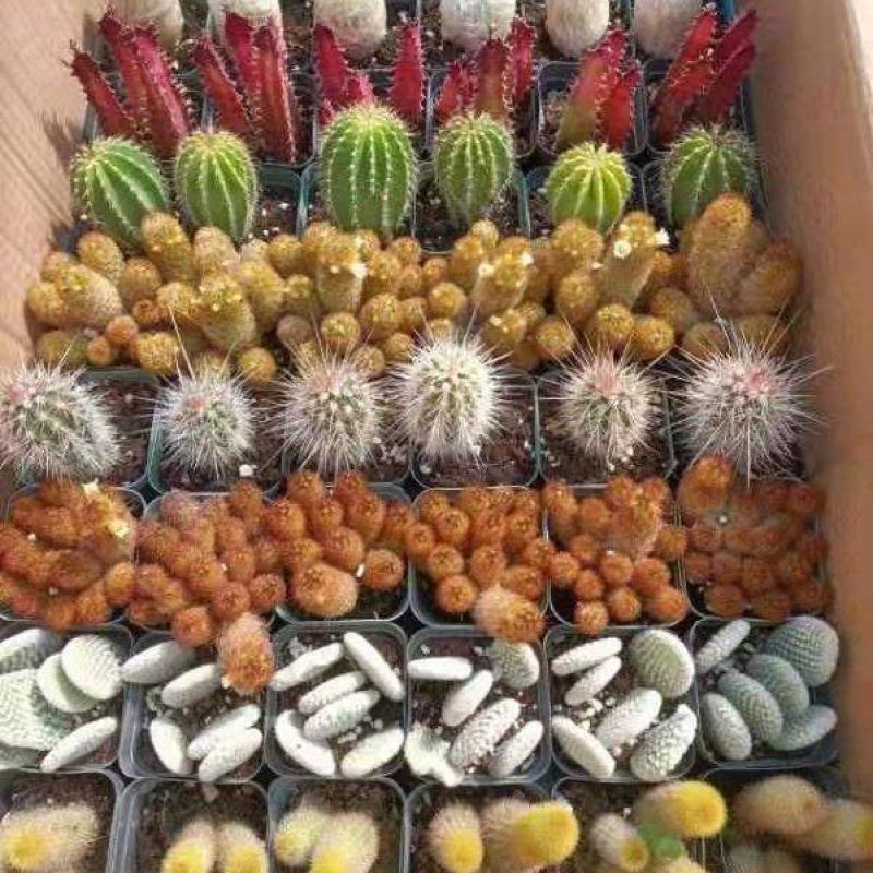 仙人球九色柱拼箱54装盆花绿植