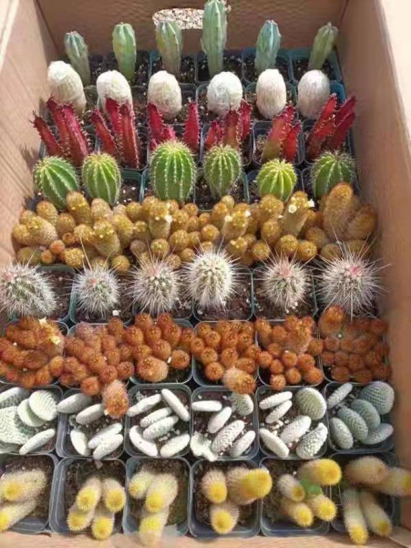 仙人球九色柱拼箱54装盆花绿植