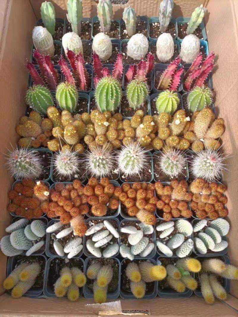 仙人球九色柱拼箱54装盆花绿植