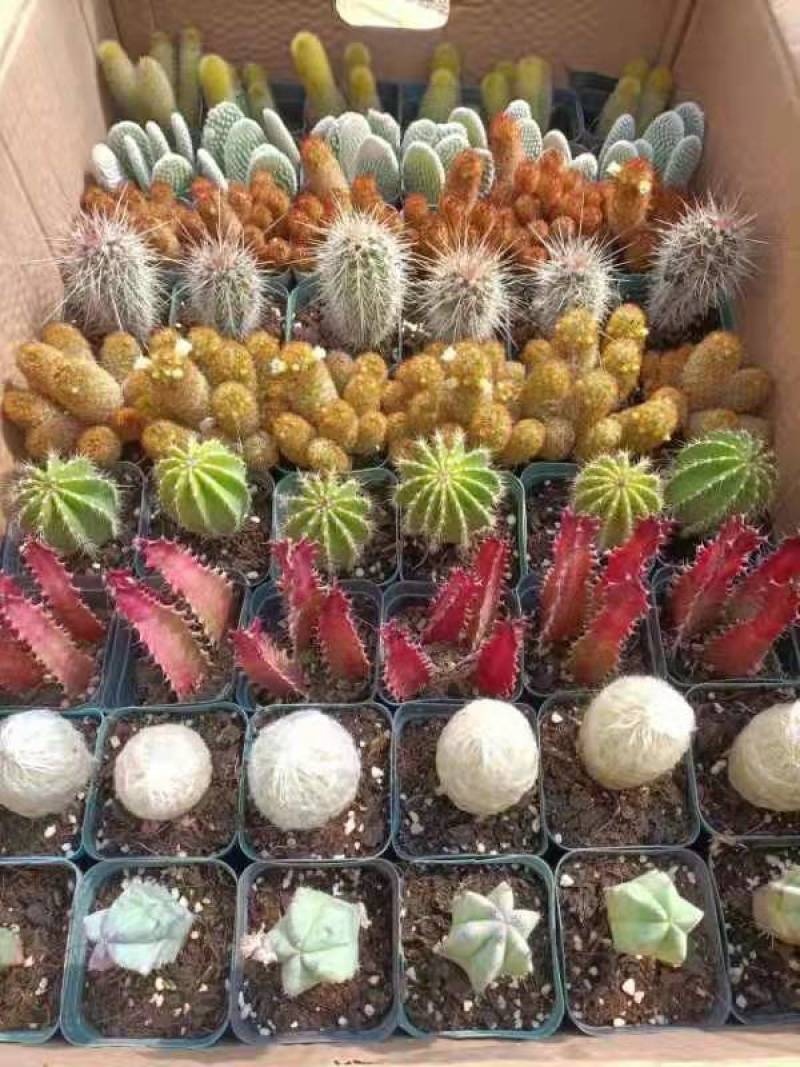 仙人球九色柱拼箱54装盆花绿植