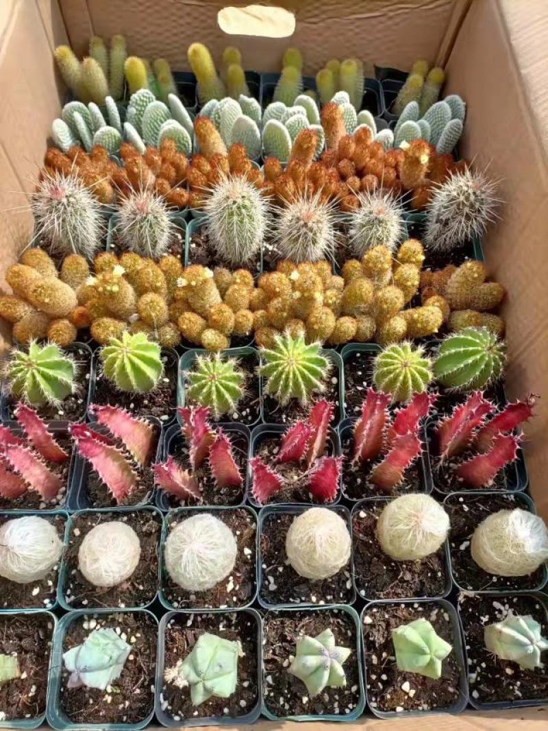 仙人球九色柱拼箱54装盆花绿植