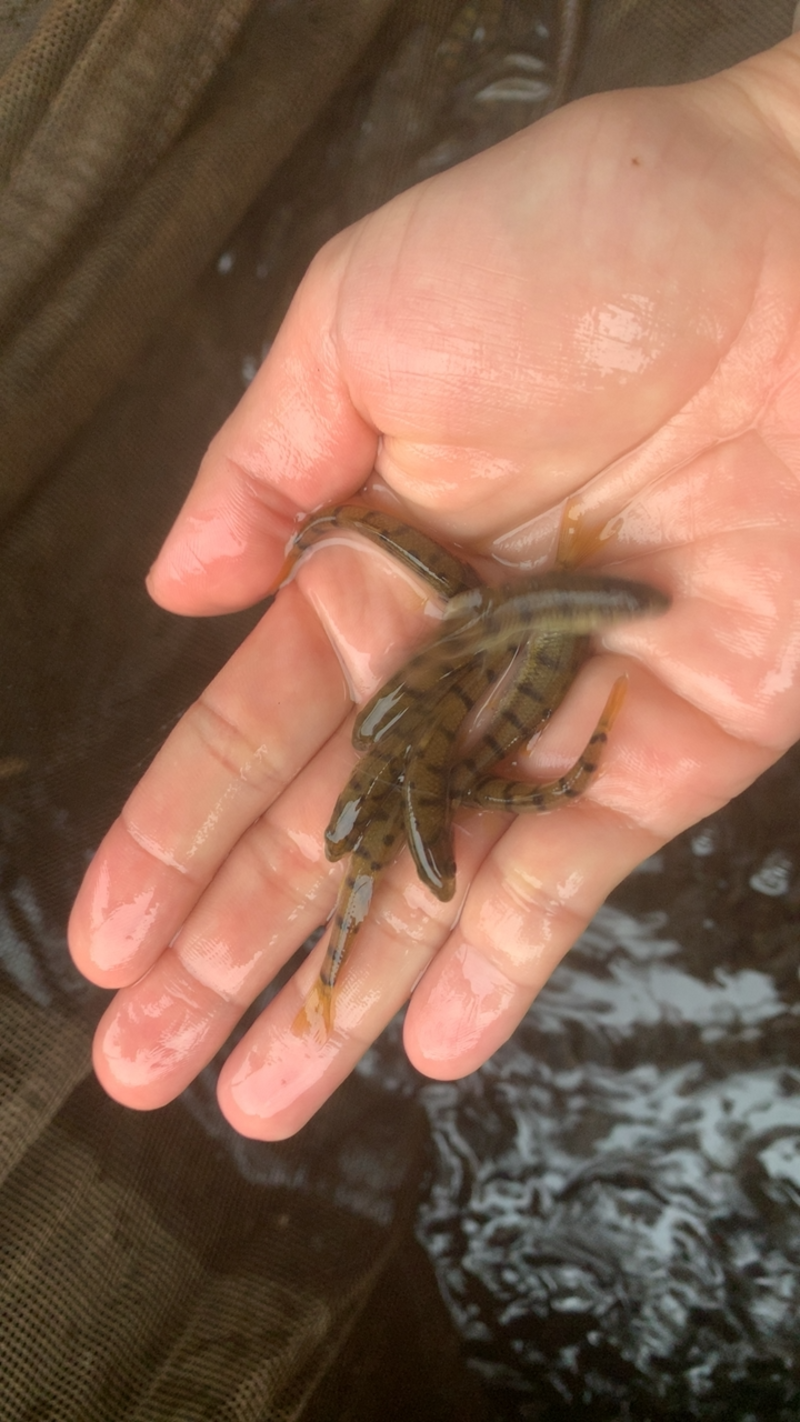 小型溪石斑鱼苗鲜活光唇鱼苗淡水养殖可观赏