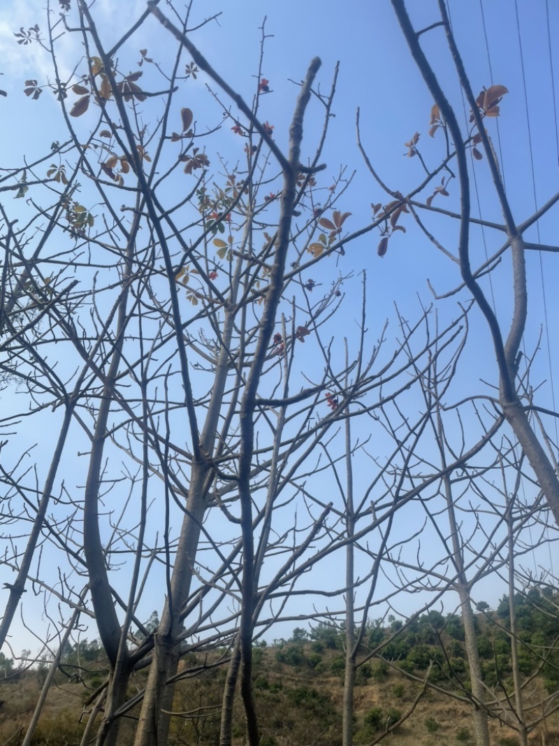 木棉花树